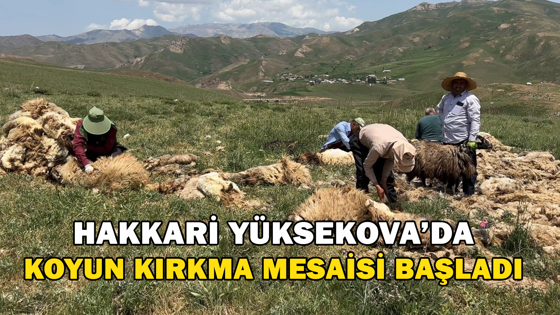 Hakkari Yüksekova’da Koyun Kırkma Mesaisi Başladı