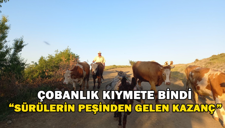 Çobanlık Kıymete Bindi “Sürülerin Peşinden Gelen Kazanç”