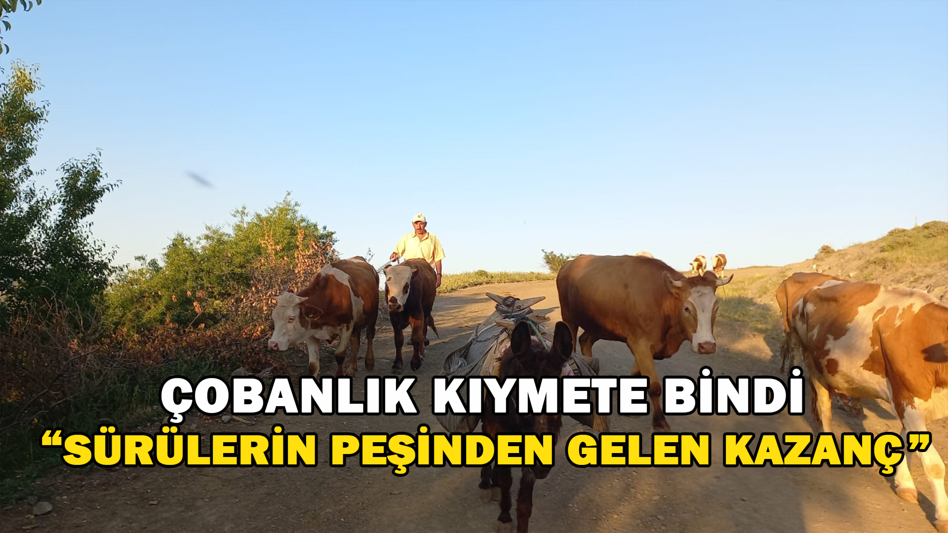 Çobanlık Kıymete Bindi “Sürülerin Peşinden Gelen Kazanç”