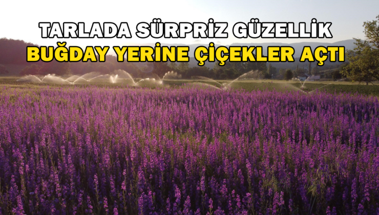 Tarlada Sürpriz Güzellik Buğday Yerine Çiçekler Açtı