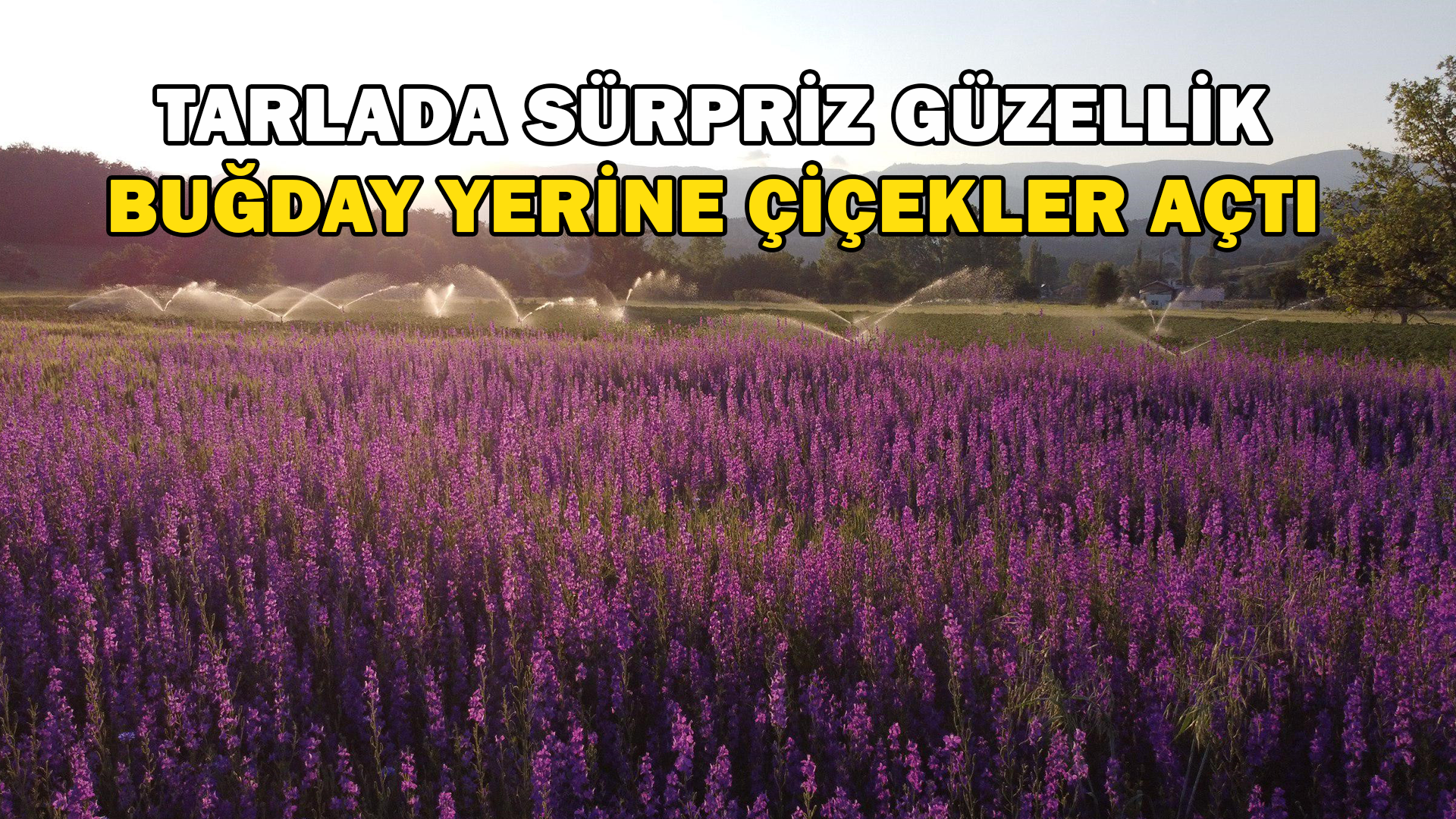 Tarlada Sürpriz Güzellik Buğday Yerine Çiçekler Açtı
