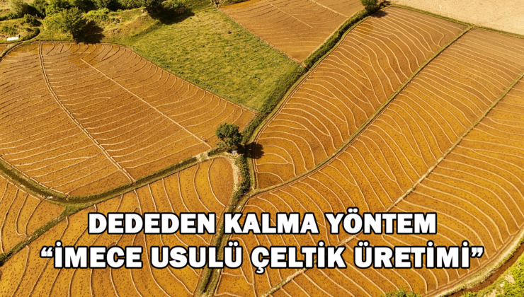 Bitlis’Te Yüz Yıllardır İmece Usulü Çeltik Ekimi Yapılıyor