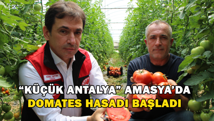 ‘Küçük Antalya’ Amasya’da Domates Hasadı Başladı