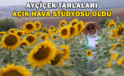 Ayçiçek Tarlaları Açık Hava Stüdyosu Oldu