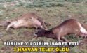 Sürüye Yıldırım İsabet Etti 3 Hayvan Telef Oldu