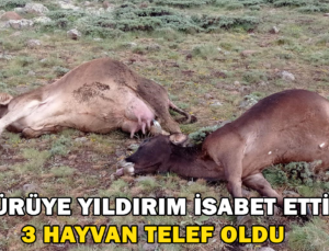 Sürüye Yıldırım İsabet Etti 3 Hayvan Telef Oldu