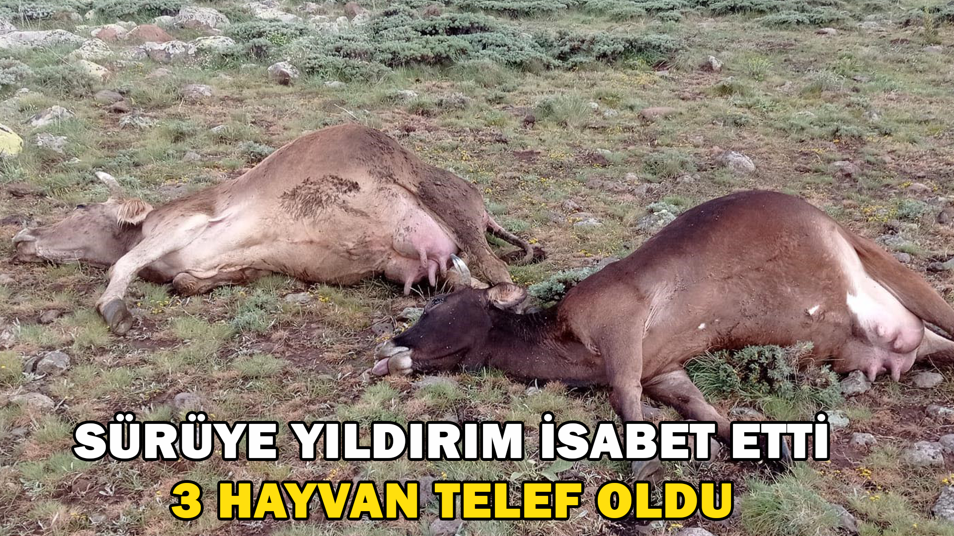 Sürüye Yıldırım İsabet Etti 3 Hayvan Telef Oldu