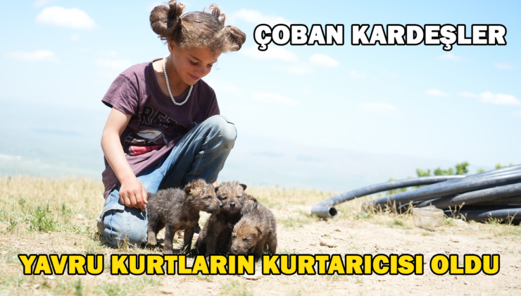 Muş’ta Çoban Kardeşler Yaylada Ölmek Üzere Olan Kurt Yavrularını Kurtardı