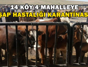 Demirözü’Nde 14 Köy Ve 4 Mahalle Şap Hastalığı Nedeniyle Karantina Altına Alındı
