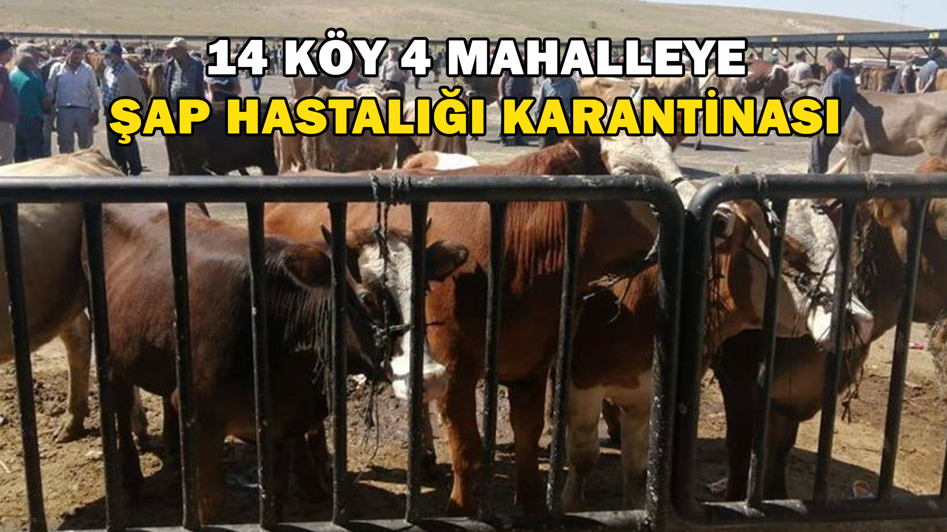 Demirözü’nde 14 Köy Ve 4 Mahalle Şap Hastalığı Nedeniyle Karantina Altına Alındı