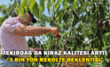 Tekirdağ’da Kirazda Kalite Arttı: 3 Bin Ton Rekolte Beklentisi