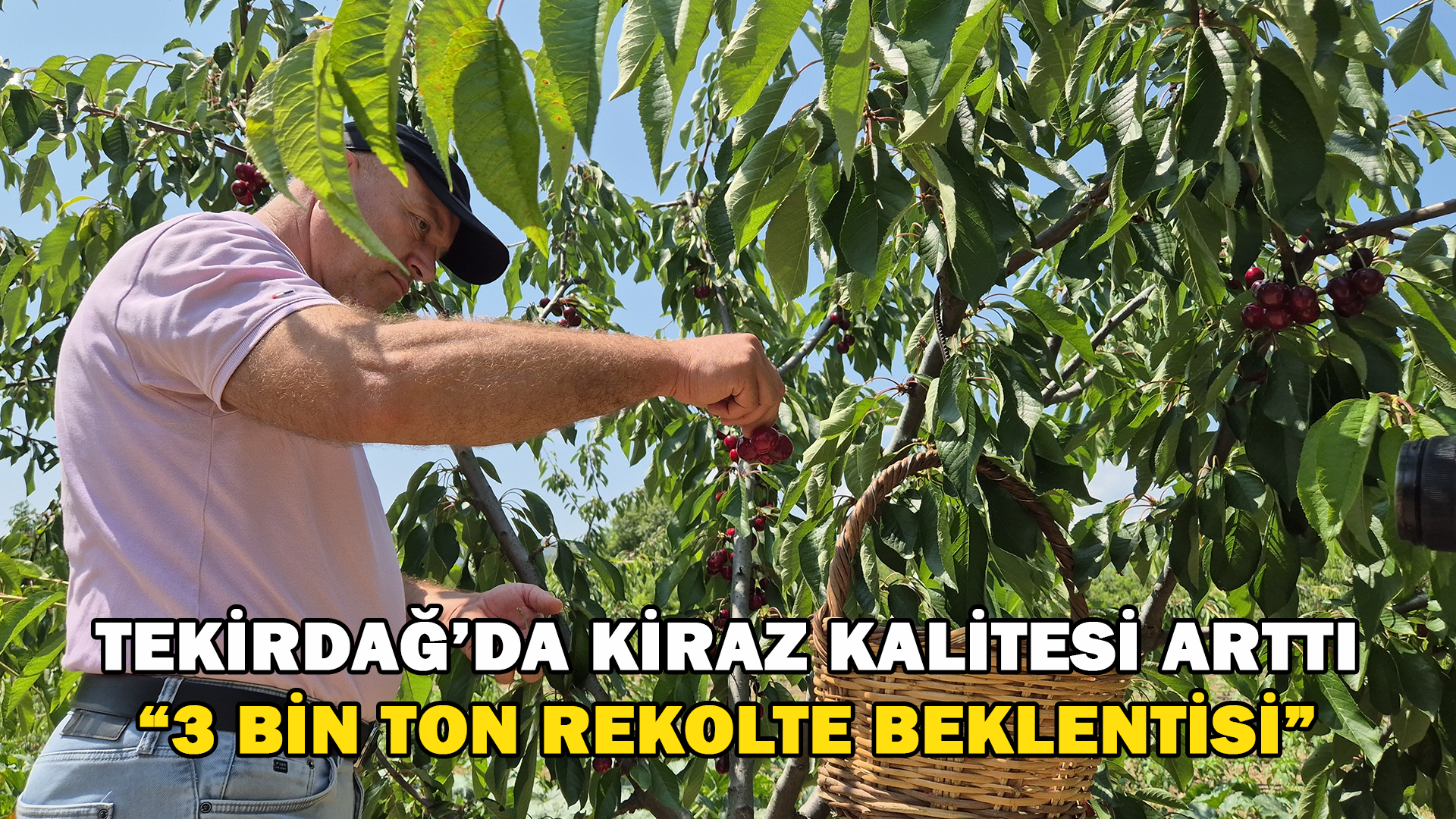 Tekirdağ’da Kirazda Kalite Arttı: 3 Bin Ton Rekolte Beklentisi