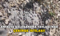 Antalya Gelesandra Yaylası’nda Çekirge İstilası
