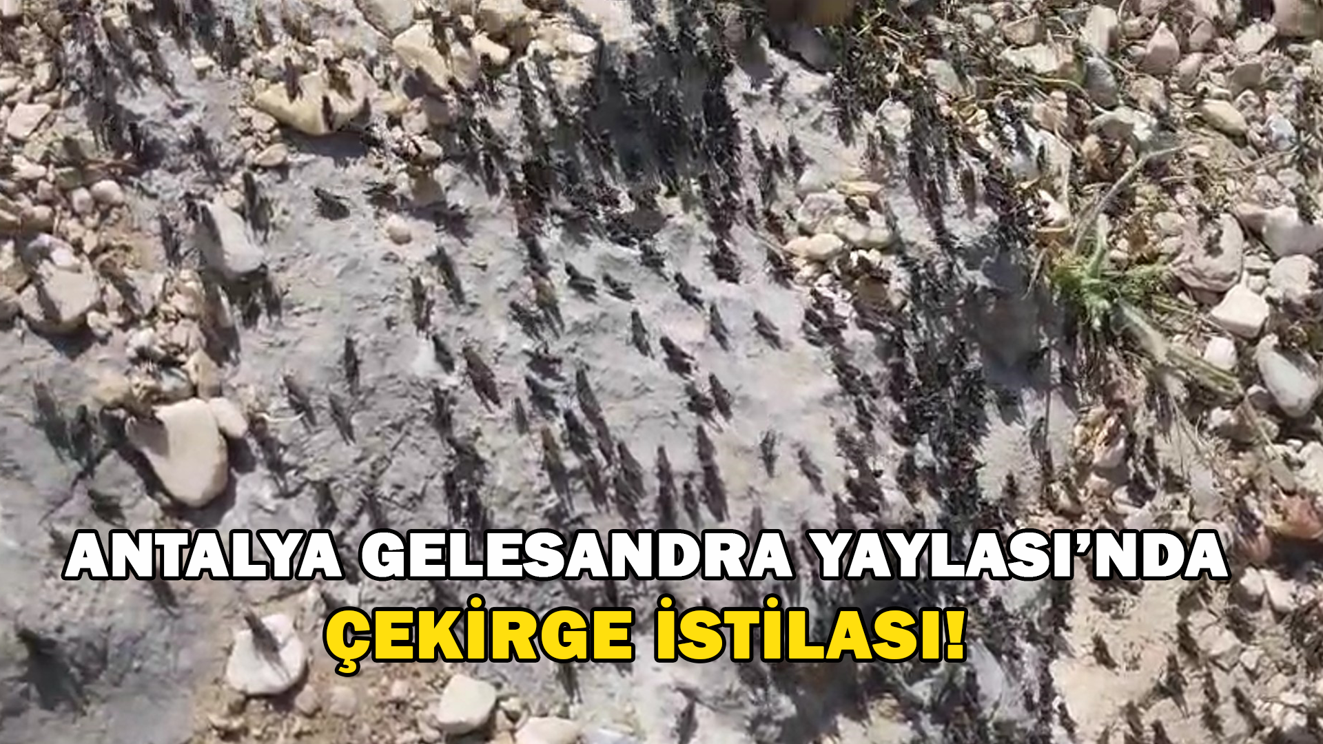 Antalya Gelesandra Yaylası’nda Çekirge İstilası