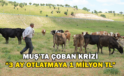 Muş’ta Çoban Krizi “3 Ay Otlatmaya 1 Milyon Tl”