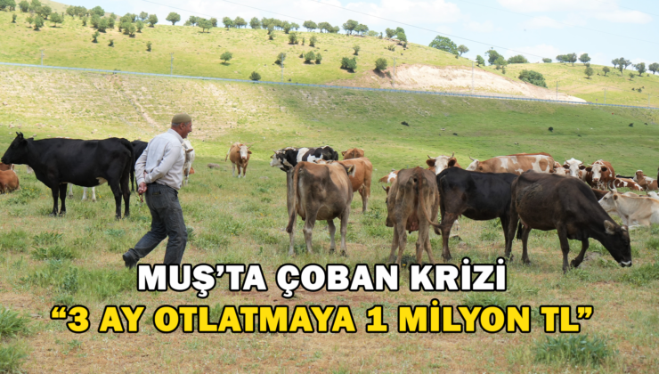 Muş’ta Çoban Krizi “3 Ay Otlatmaya 1 Milyon Tl”
