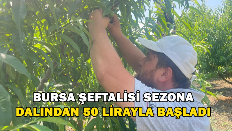 Bursa Şeftalisi Sezona Dalında 50 Lirayla Başladı