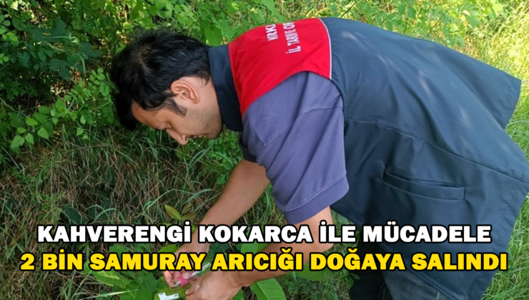 Kırklareli’Nde Kahverengi Kokarcaya Karşı 2 Bin Samuray Arıcığı Doğaya Salındı