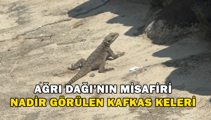 Ağrı Dağı’Nın Misafiri ‘Nadir Görülen Kafkas Keleri’