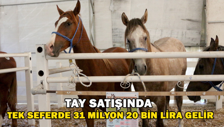 Tay Satışında Tek Seferde 31 Milyon 20 Bin Lira Gelir