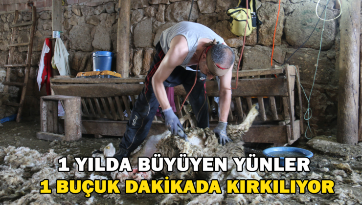 1 Yılda Büyüyen Yünler, 1 Buçuk Dakikada Kırkılıyor