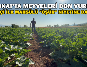 Tokat’Ta Meyveleri Don Vurdu, Çiftçi İlk Mahsulü Öşür Niyetine Dağıttı