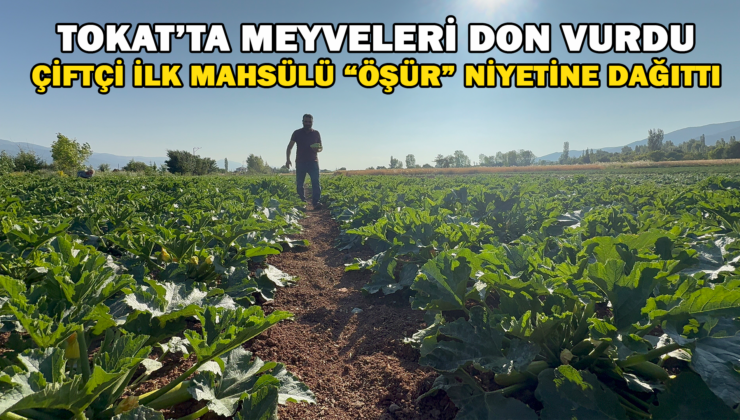 Tokat’Ta Meyveleri Don Vurdu, Çiftçi İlk Mahsulü Öşür Niyetine Dağıttı