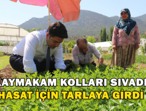 Sarıcakaya Kaymakamı Kolları Sıvayıp Hasat İçin Tarlaya Girdi