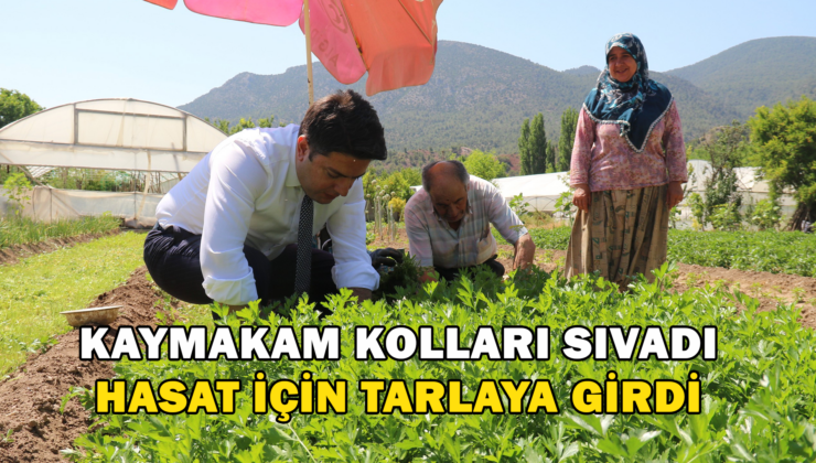Sarıcakaya Kaymakamı Kolları Sıvayıp Hasat İçin Tarlaya Girdi