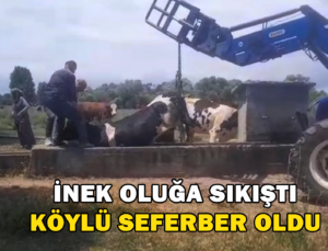 İnek Oluğa Sıkıştı, Köylüler Seferber Oldu