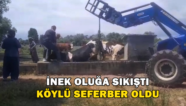 İnek Oluğa Sıkıştı, Köylüler Seferber Oldu