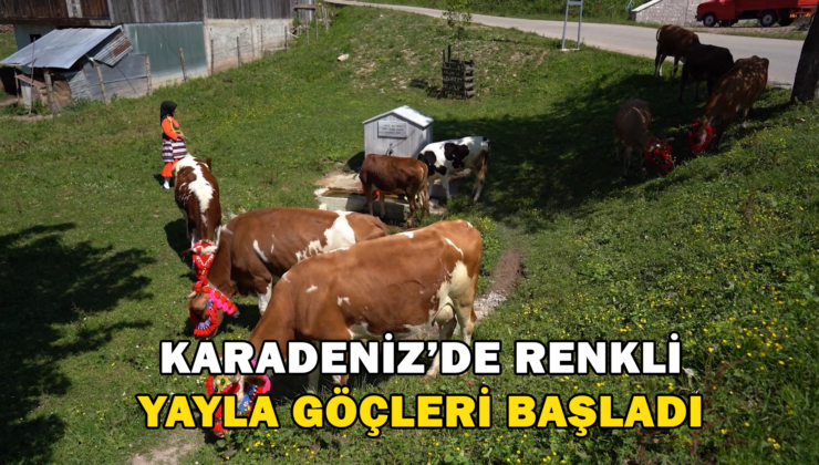 Karadeniz’De Renkli Yayla Göçleri