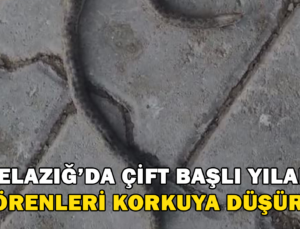 Elazığ’Da Çift Başlı Yılan Görenleri Korkuya Düşürdü