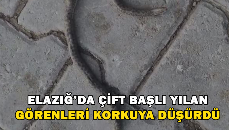 Elazığ’Da Çift Başlı Yılan Görenleri Korkuya Düşürdü