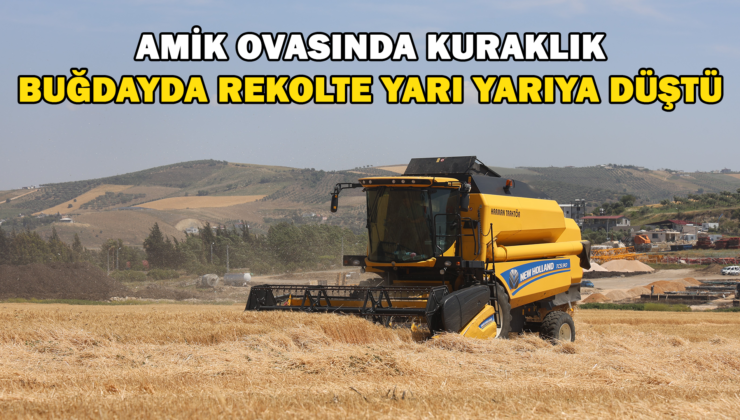 Amik Ovası’Nda Kuraklık Buğdayda Rekolteyi Yarı Yarıya Düşürdü