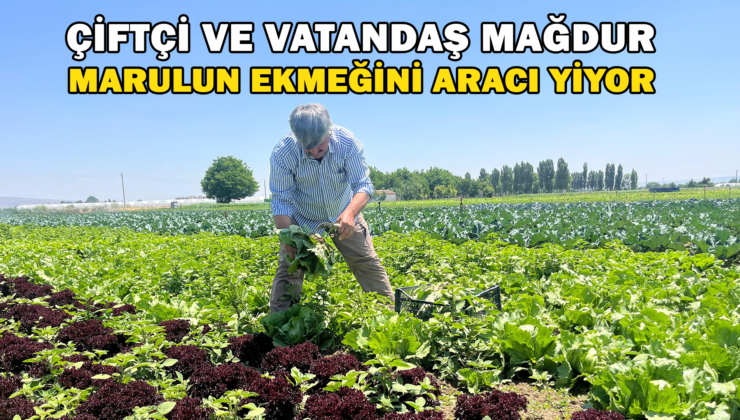 Marulun Ekmeğini Aracılar Yiyor, Çiftçi Vatandaş Mağdur