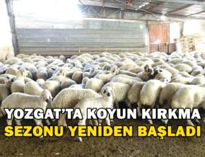Yozgat’Ta Koyun Kırkma Sezonu Yeniden Başladı