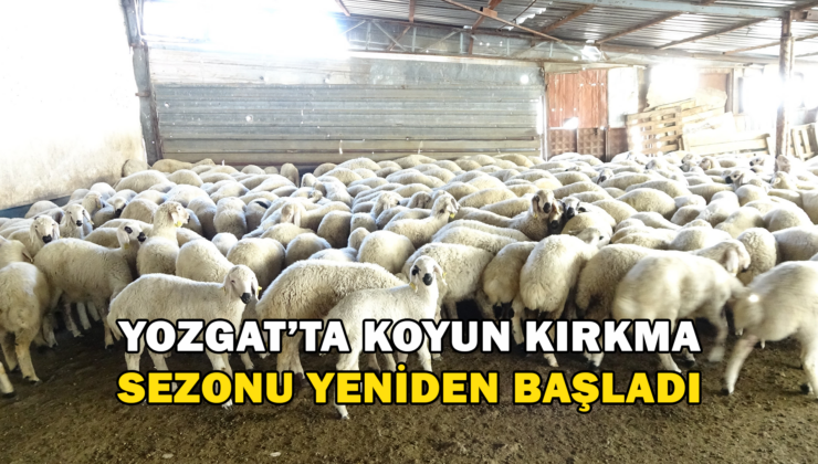 Yozgat’Ta Koyun Kırkma Sezonu Yeniden Başladı