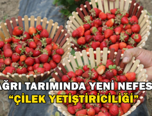Ağrı Tarımında Yeni Nefes: Çilek Yetiştiriciliği Büyüyor