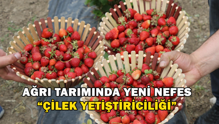 Ağrı Tarımında Yeni Nefes: Çilek Yetiştiriciliği Büyüyor