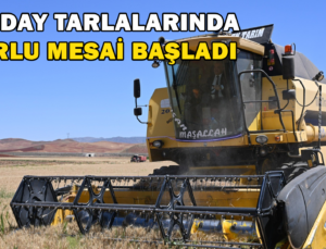 Güneşin Altında Hasat: Buğday Tarlalarında Zorlu Mesai Başladı
