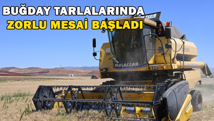 Güneşin Altında Hasat: Buğday Tarlalarında Zorlu Mesai Başladı