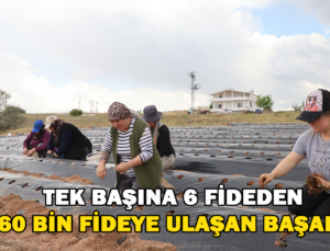 6 Fideyle Başladı, 60 Bin Fideye Ulaştı