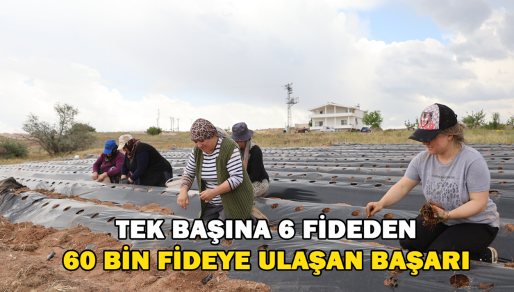 6 Fideyle Başladı, 60 Bin Fideye Ulaştı