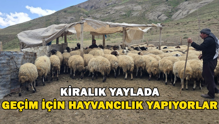 Kiralık Yaylada Geçim İçin Hayvancılık Yapıyorlar