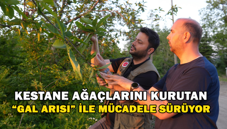 Kestane Ağaçlarını Kurutan “Gal Arısı” İle Mücadele Sürüyor