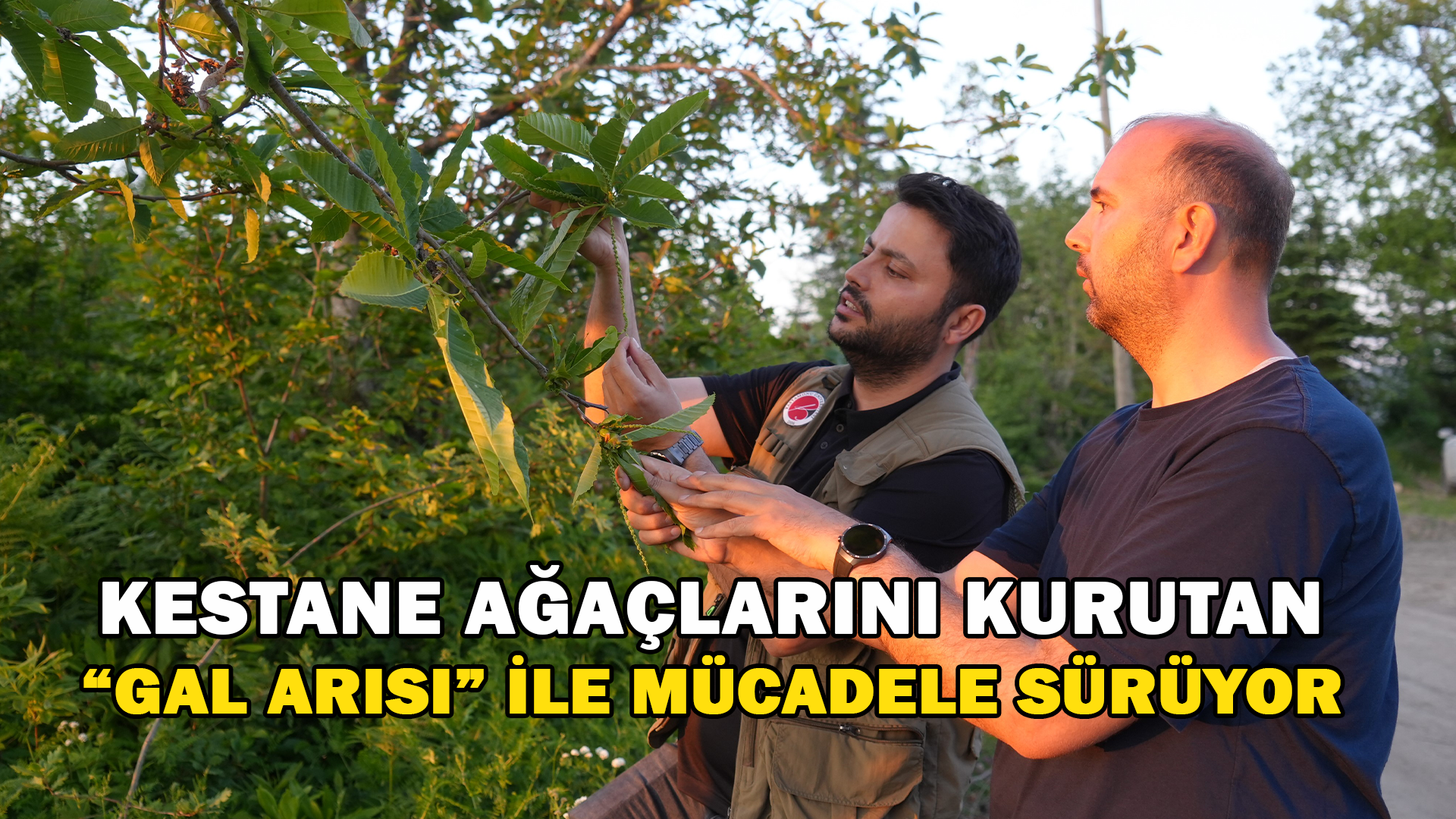 Kestane Ağaçlarını Kurutan &Quot;Gal Arısı&Quot; İle Mücadele Sürüyor