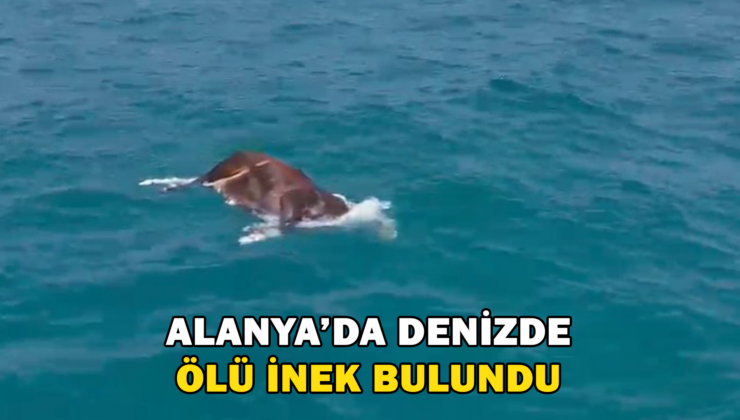 Alanya’da Denizde Ölü İnek Bulundu