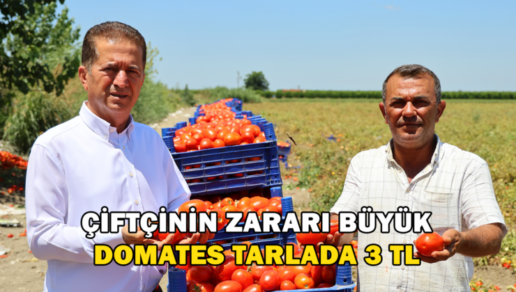 Domatesin Tarlada Kilogram Fiyatı 3 Liraya Kadar Düştü