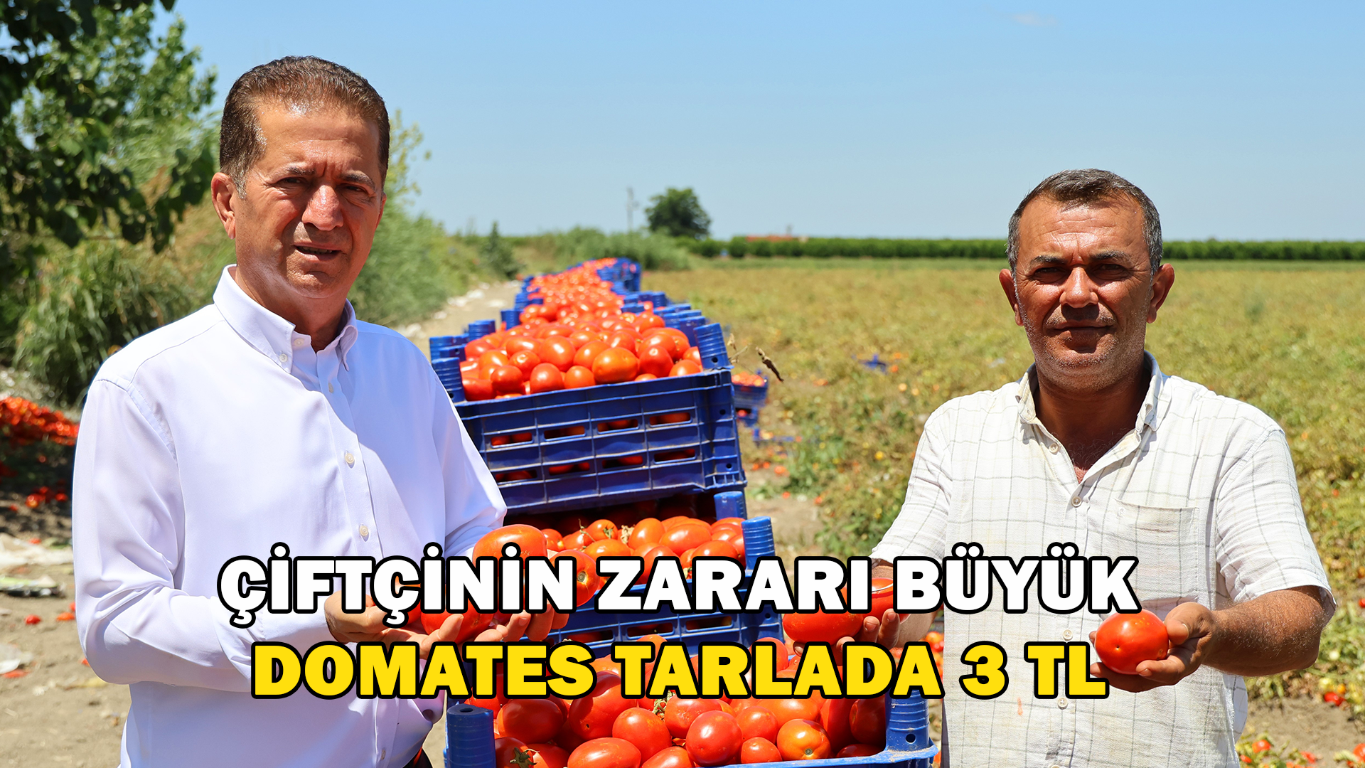 Domatesin Tarlada Kilogram Fiyatı 3 Liraya Kadar Düştü
